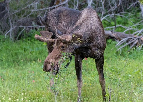 Manliga älg tar en tugga av små träd — Stockfoto