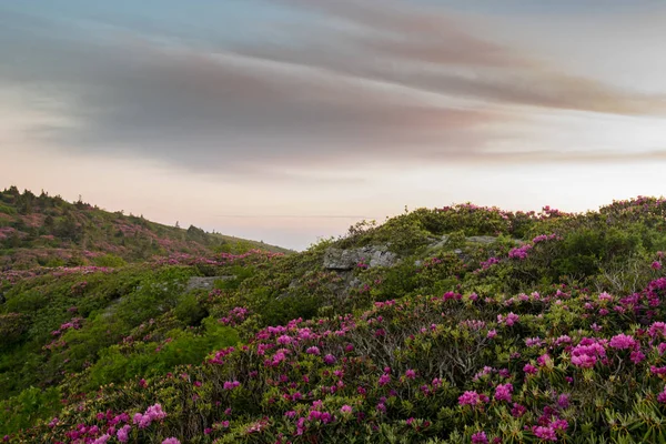 Rhododendron på steniga bergssidan — Stockfoto