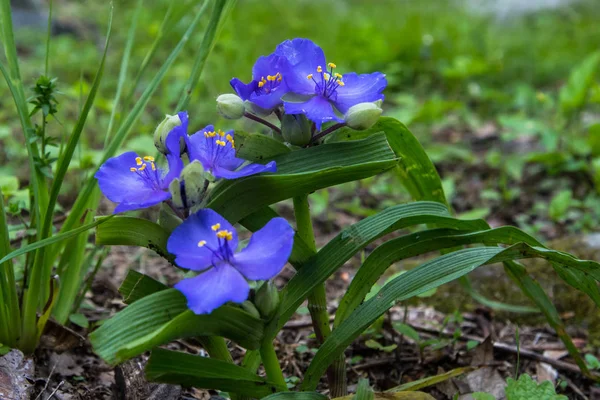 Flores de Spiderwort en Virginia Forest — Foto de Stock