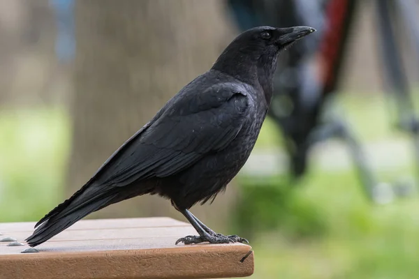 Cuervo negro en el borde de la mesa de picnic —  Fotos de Stock
