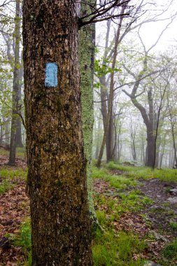 Islak ağaç üzerinde mavi Blaze