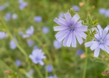 Seçici odak ile hindiba kır çiçeği