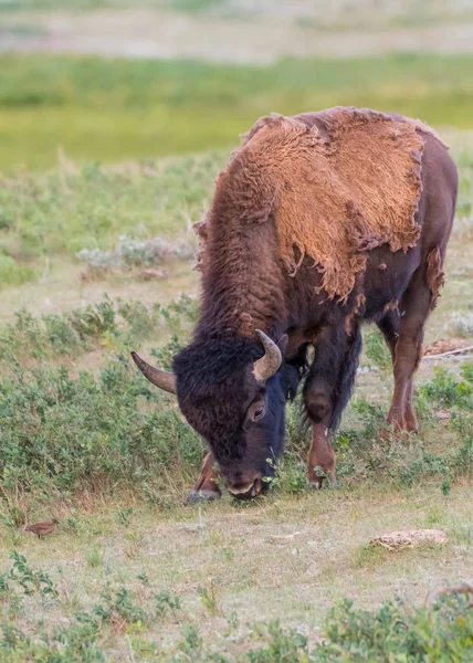 Bison skrubbsår med liten fågel — Stockfoto