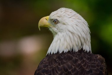 Kel kartal yakın kadar yanıp sönen