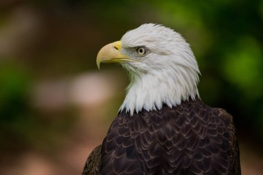 Kel kartal yakın çekim sol arıyorsunuz