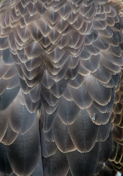 Plumes de corps d'aigle à tête blanche avec escalade d'insectes — Photo