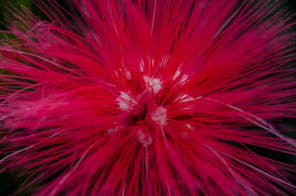 Baja Fairy Duster Close Up — Stock Photo, Image