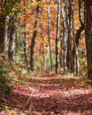 Hiking Trail ağaçları sonbaharda tünelde