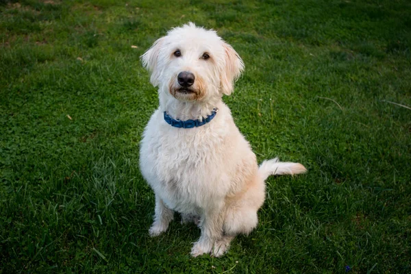 Labradoodle se sienta y mira a la cámara —  Fotos de Stock