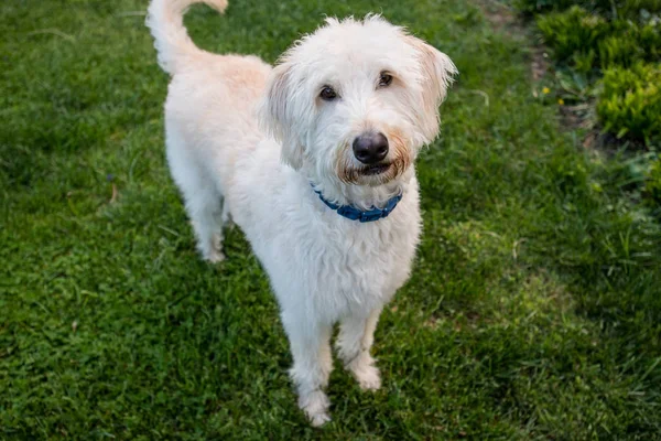 Labradoodle steht und blickt in Kamera — Stockfoto