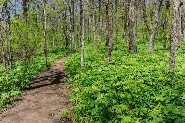 Weelderige bos langs de Appalachian Trail aanpak — Stockfoto
