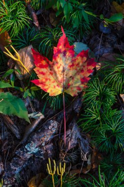 Akçaağaç yaprağı orman katta