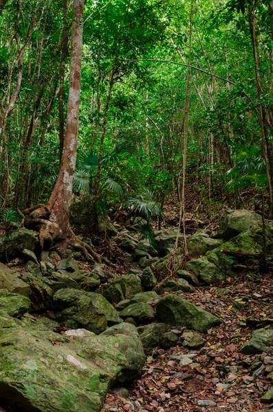 Karaiby dżungli pionowe — Zdjęcie stockowe
