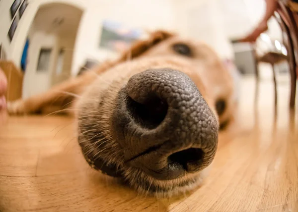 Nase des Golden Retrievers — Stockfoto