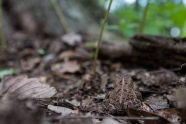 Kahverengi kurbağa kamufle iz ile