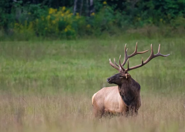 Bull Elk at Attention — Stock Photo, Image