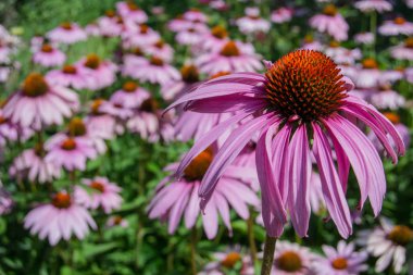 Coneflower (Echinacea yakın çekim)