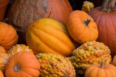 Birden çok Pumpkins ve Squash kapat