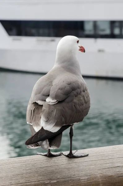 Fechar da gaivota por trás — Fotografia de Stock