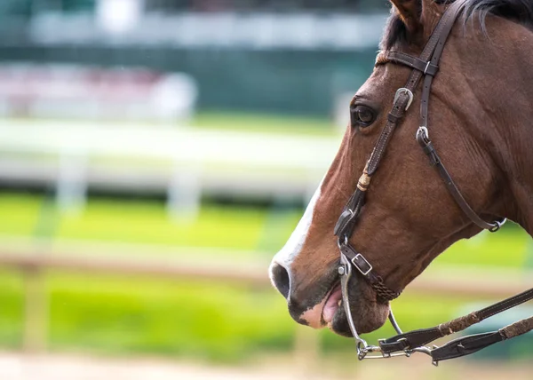 Brown cavallo lecca labbra — Foto Stock