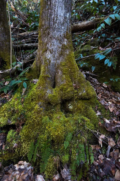 Mechový kořeny stromu — Stock fotografie