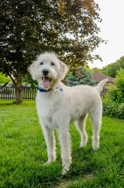 Shaggy White Labradoodle — Stock Photo, Image