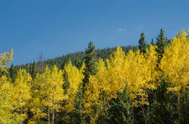 Aspen ve çam ağaçları Colorado