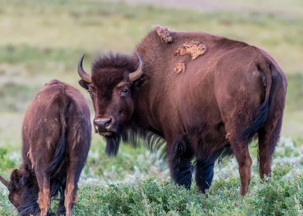 Bison spogląda wstecz na kamery — Zdjęcie stockowe