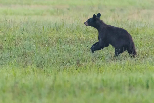 Black Bear går genom öppna fältet — Stockfoto