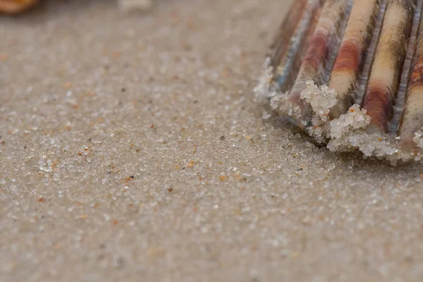 Borda de Shell na areia — Fotografia de Stock