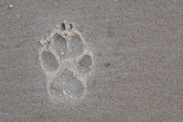 Impression de pattes dans le sable — Photo