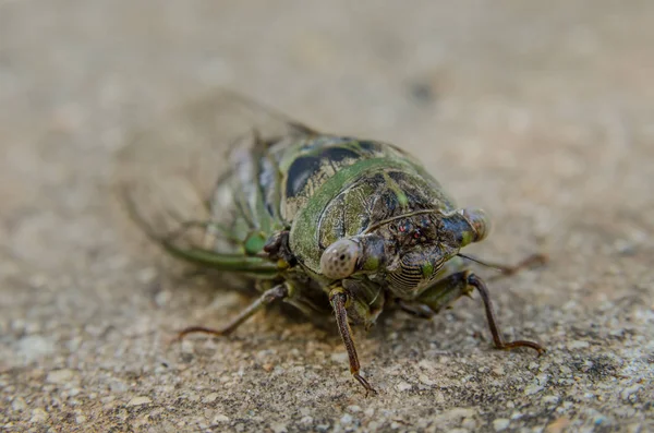 Cicada on Sidewalk Close Up — Stock Photo, Image