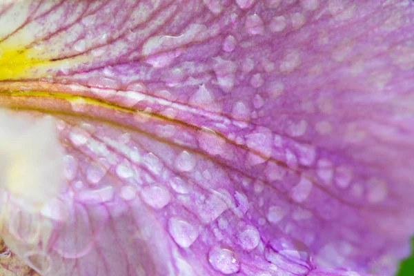 Primer plano del pétalo de iris cubierto de gotitas de agua —  Fotos de Stock