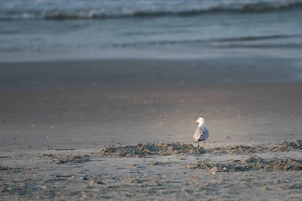 Seagull jacht naar voedsel bij eb — Stockfoto