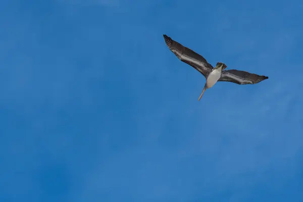 Пеликан летит над головой — стоковое фото