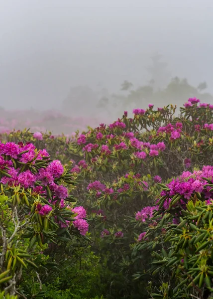 Rhododendron i dimma — Stockfoto