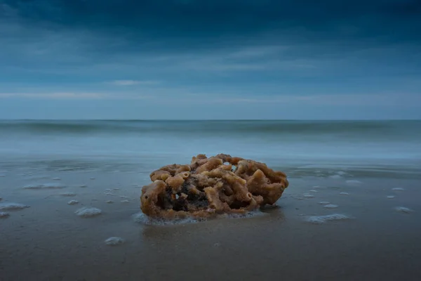 Spugna di mare lavata sulla spiaggia — Foto Stock