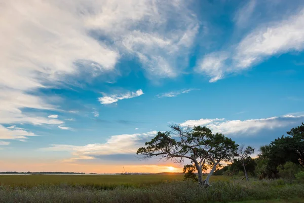 Grande cielo e piccolo albero sull'isola di Tybee — Foto Stock