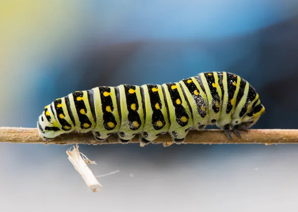 Caterpillar de rabo de andorinha preto na vara — Fotografia de Stock