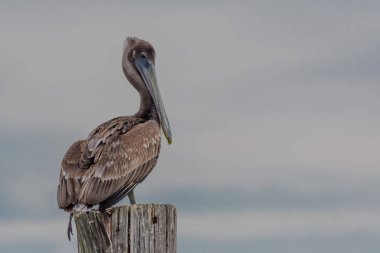 Kahverengi Pelikan geri kameraya bakar
