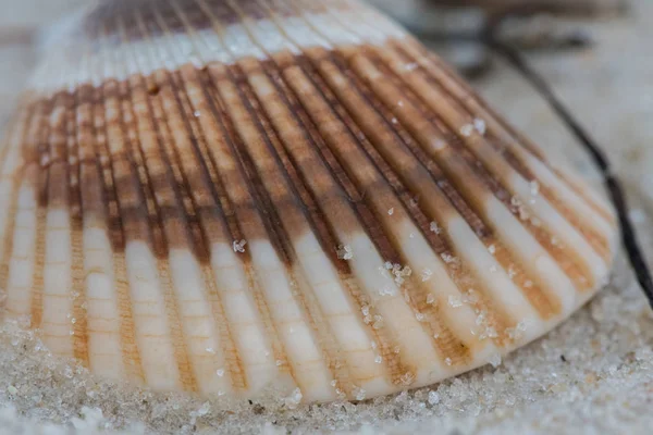 Çizgili kabuk yakın çekim