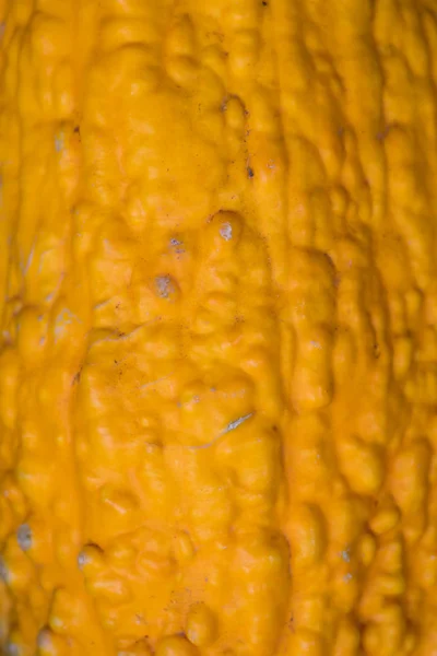 Fermer Texture de Gourd — Photo