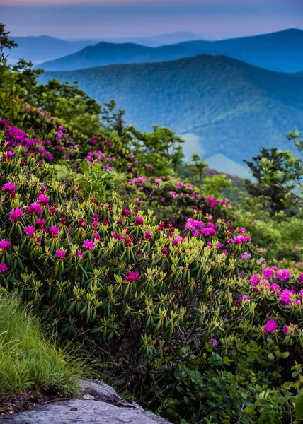 Różanecznik kwitnie w Blue Ridge Mountains — Zdjęcie stockowe