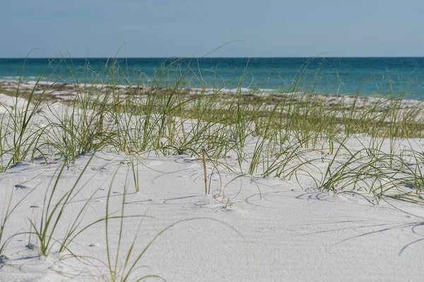 Sea Oats with Blue Gulf Waters — Stock Photo, Image