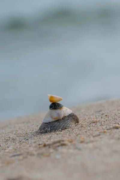 Szelektív összpontosít halmozott kagyló — Stock Fotó