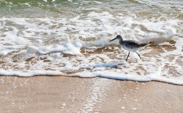 Willet jaagt in de branding — Stockfoto