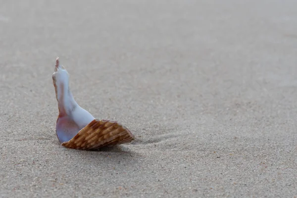 Shell quebrado senta-se na areia molhada — Fotografia de Stock