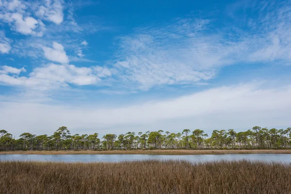 Коричневая грасса в болоте под голубым облачным небом — стоковое фото