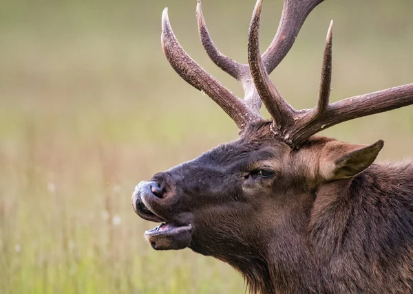 Bull Elk Bugles close-up — Stockfoto