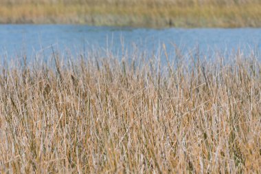 Arka planda su ile Mart ayında çim kurutulmuş